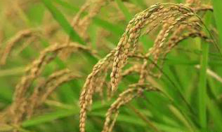中晚稻主要病虫害 偏重发生