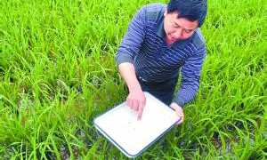 全国农技中心： 噻嗪酮已不适于防控水稻褐飞虱